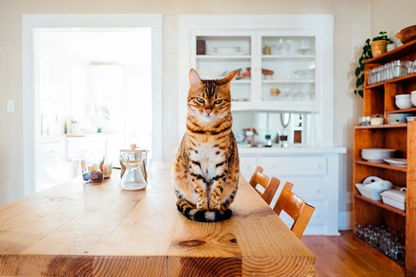 Кошка на столе