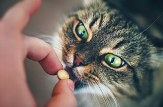 Кошка ест витамины